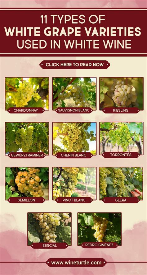 what are generic names for white wine